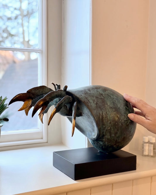 Bronze Shoreline Wanderer Hermit Crab To Scale