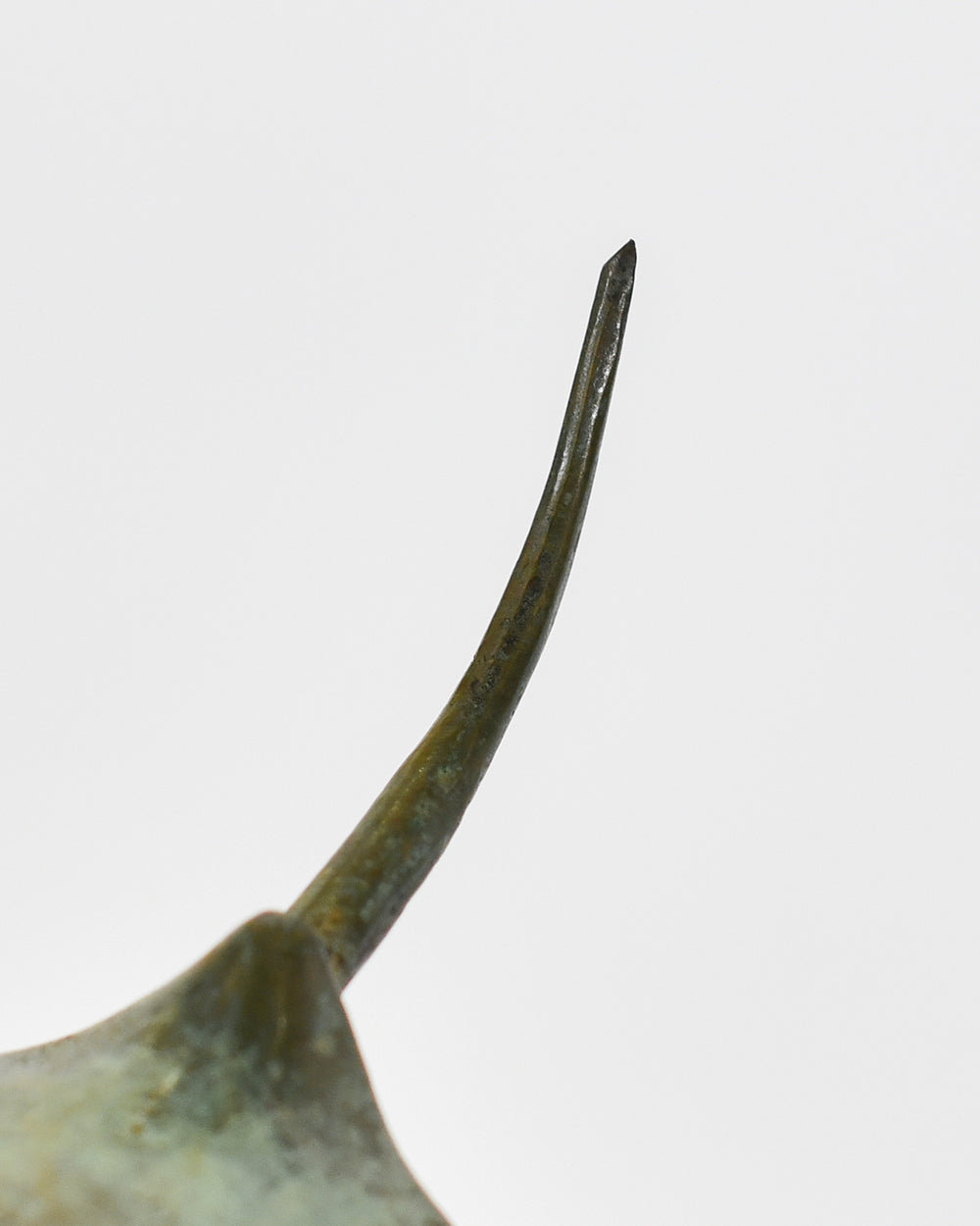 Bronze Aetheris Manta Ray Tail Close Up