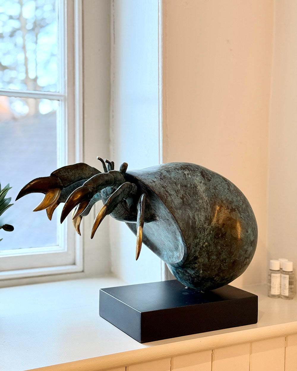 Bronze Shoreline Wanderer Hermit Crab In Situ