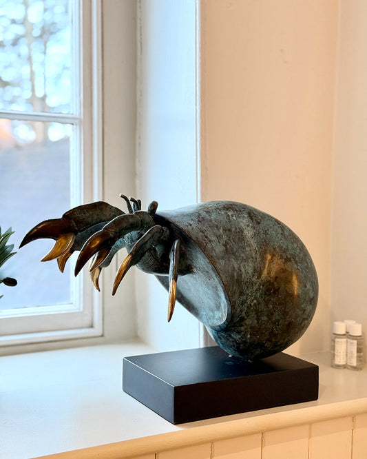 Bronze Shoreline Wanderer Hermit Crab In Situ